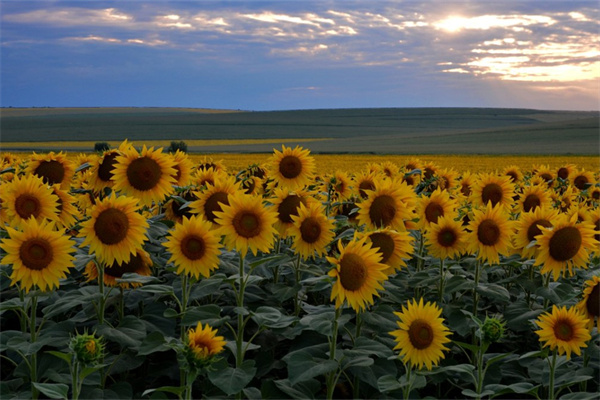 無色玫瑰花知乎(沒有顏色的玫瑰花)