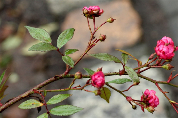 紫鴨跖草的養殖方法和技術(描述紫鴨跖草栽培技巧)