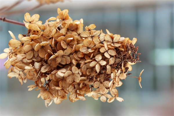 漳州百花村花卉品種(漳州百花村花卉批發(fā)市場地圖)