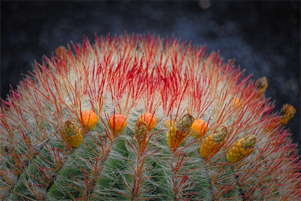 所有的鮮花都盛開在哪里(鮮花盛開的地方到底在哪里我一定會去)