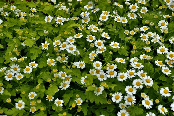 發(fā)財樹的花語是什么(發(fā)財樹的花語是什么意思)