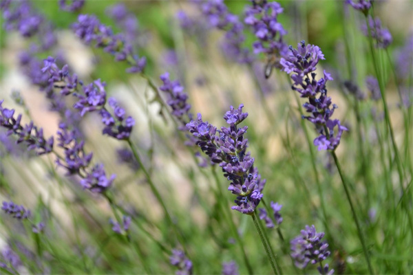 電話(huà)定鮮花(鮮花預(yù)定訂花快網(wǎng))