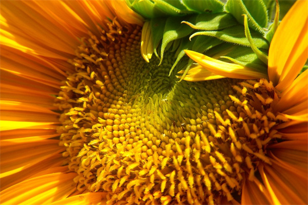 銀川花博園冬天開放嗎(三月份寧夏銀川花博園好看嗎)