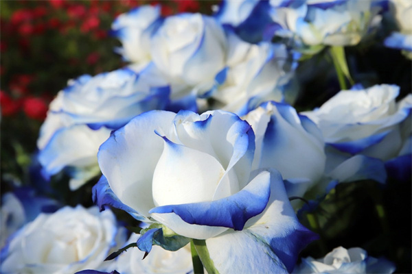 老年人過(guò)生日買(mǎi)什么花(老年人過(guò)生日送什么植物)