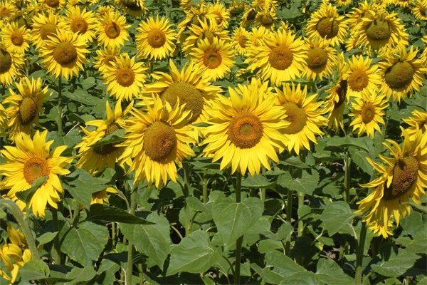 花盆養(yǎng)什么花最容易(花盆養(yǎng)什么花最容易養(yǎng)活)