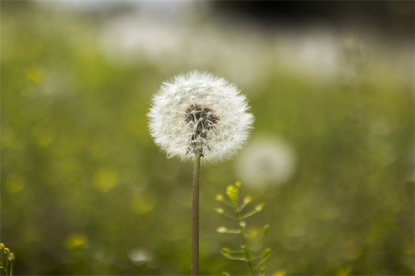 北京最大的花卉綠植市場(北京花卉綠植批發基地)